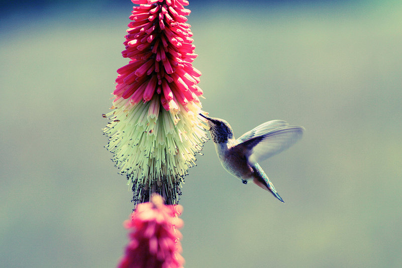 Hummingbird