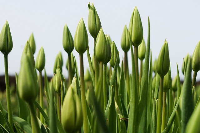 tulips