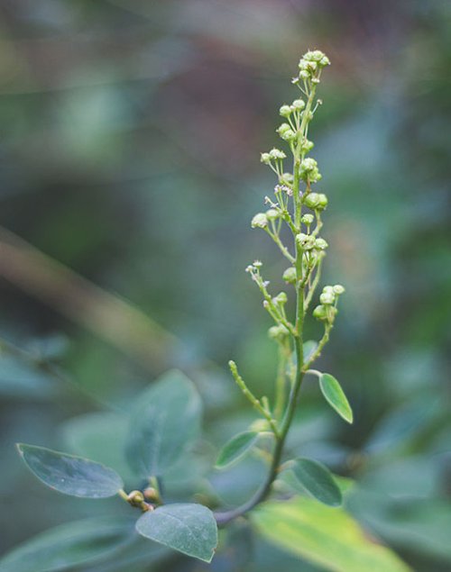 Green Plant by Camille Loraine