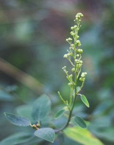 Green Plant by Camille Loraine