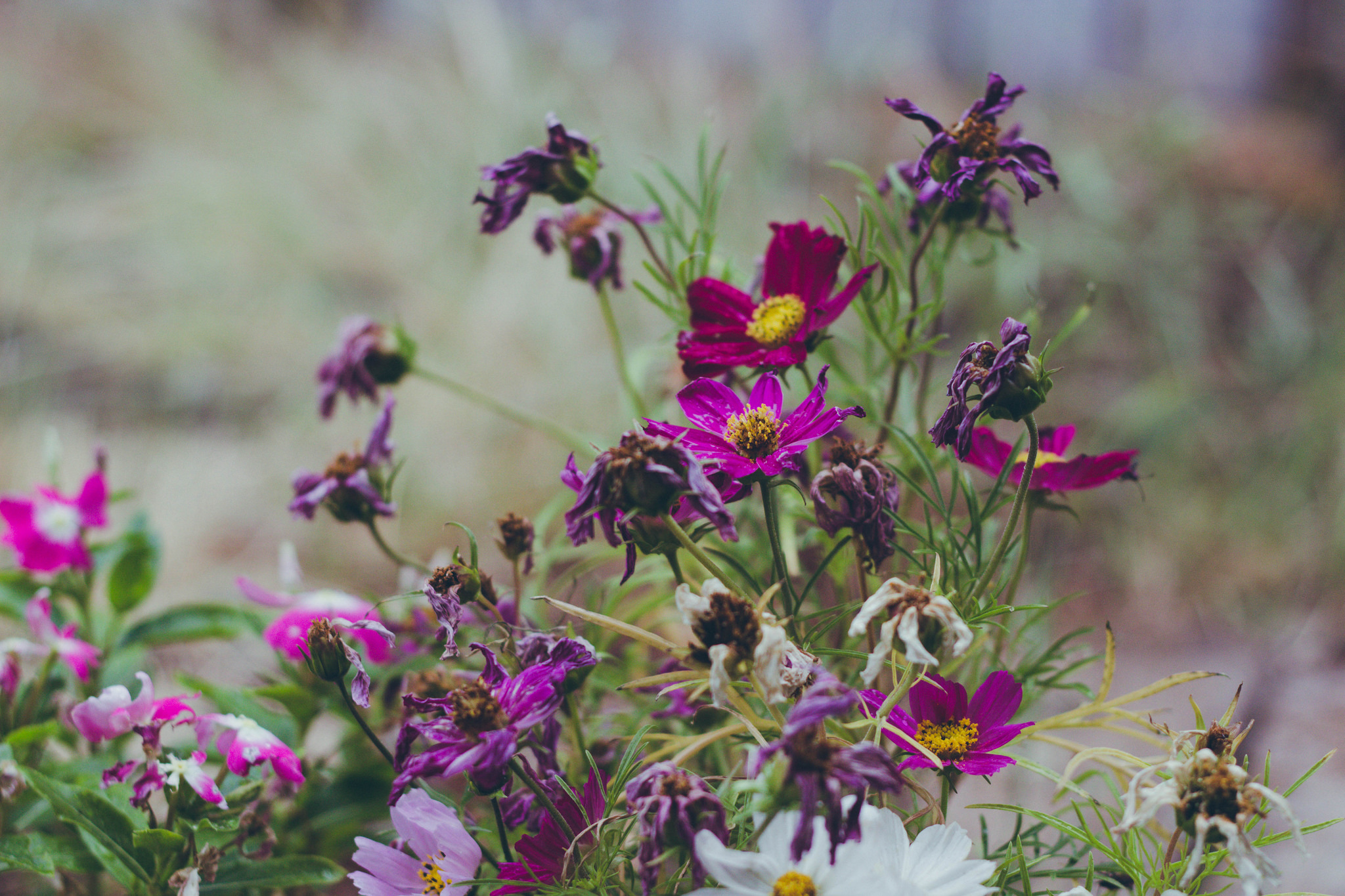 27315439030_6749238fc6_k